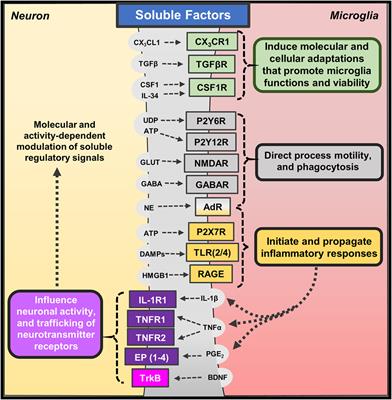 Neuron–Microglia Interactions in Mental Health Disorders: “For Better, and For Worse”